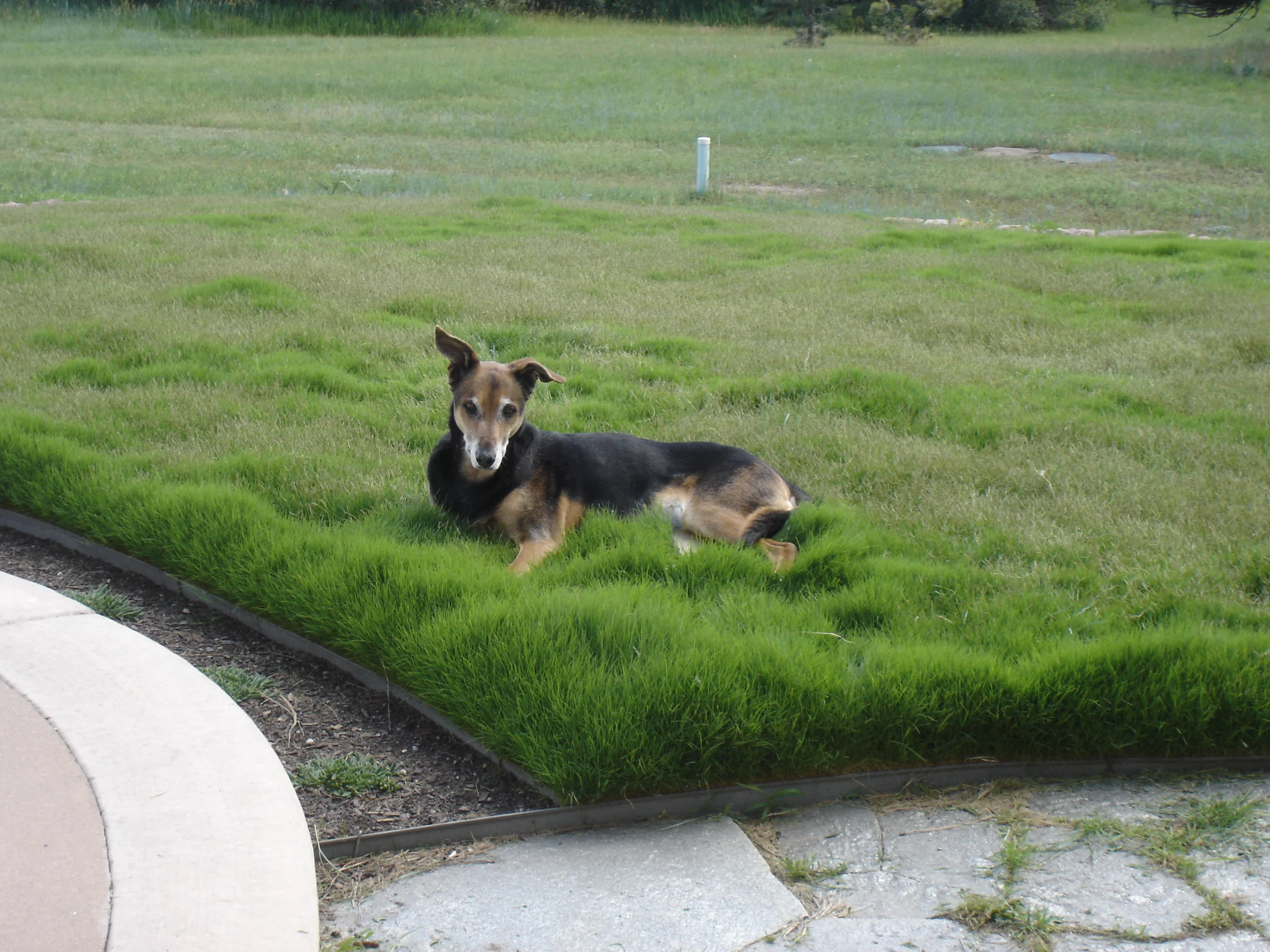Turf Edging And Trimming